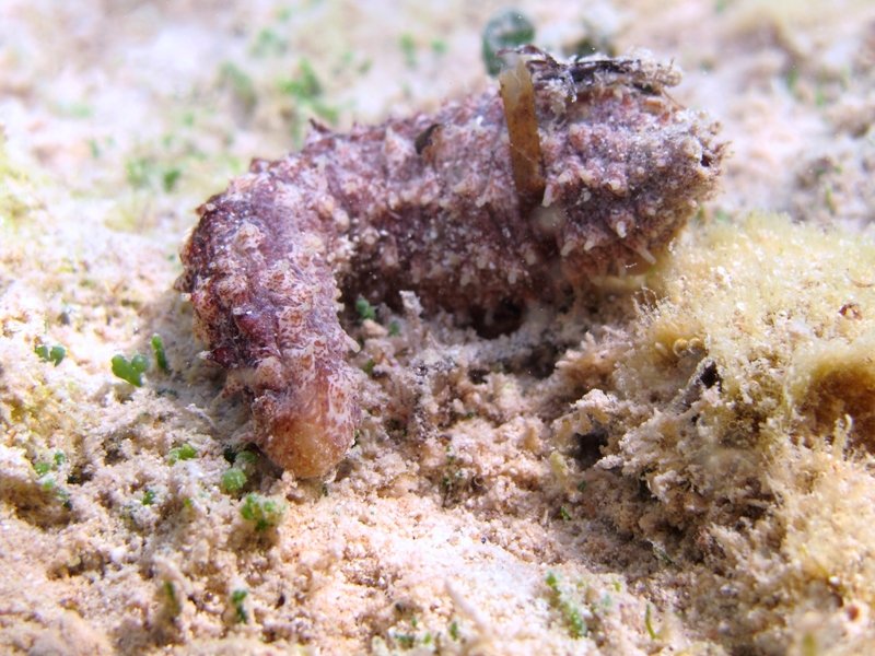 Holothuria impatiens da Porto Cesareo - 1